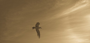"Чайка Джонатан Ливингстон" Ричард Бах фотография чайки.